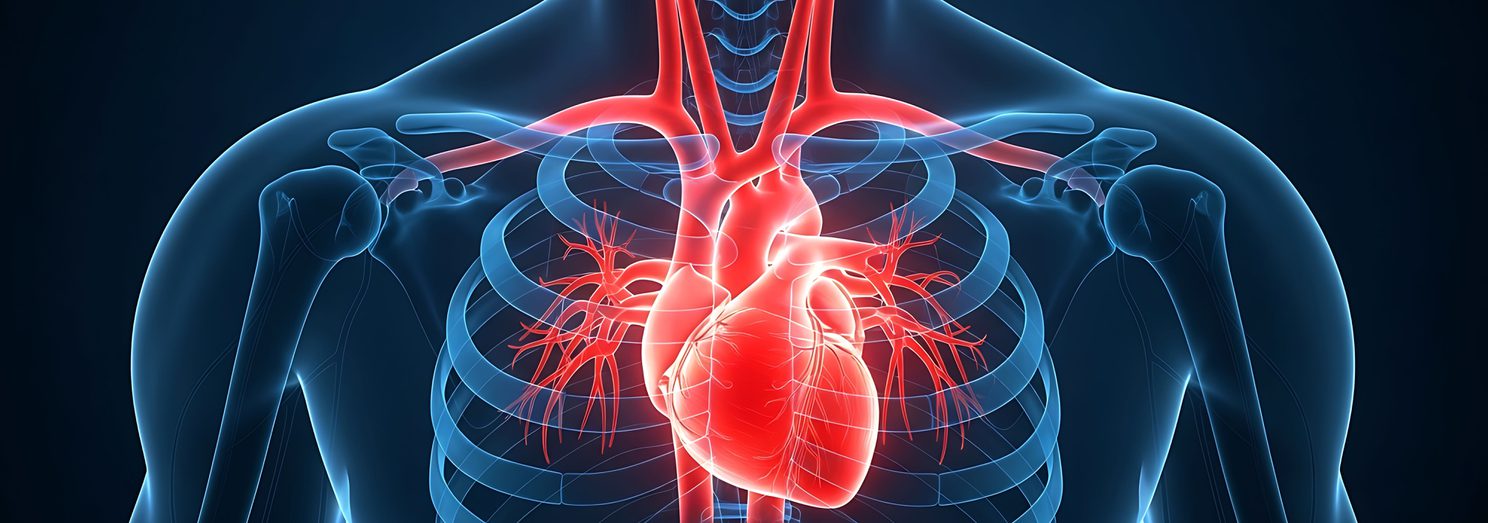 Human heart anatomy concept cardiovascular system medical illustration chest