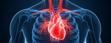 Human heart anatomy concept cardiovascular system medical illustration chest