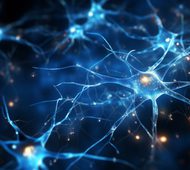 Neuron cells neural network under microscope neuro research science brain signal information transfer human neurology mind mental impulse biology anatomy microbiology intelligence connection system. High quality photo